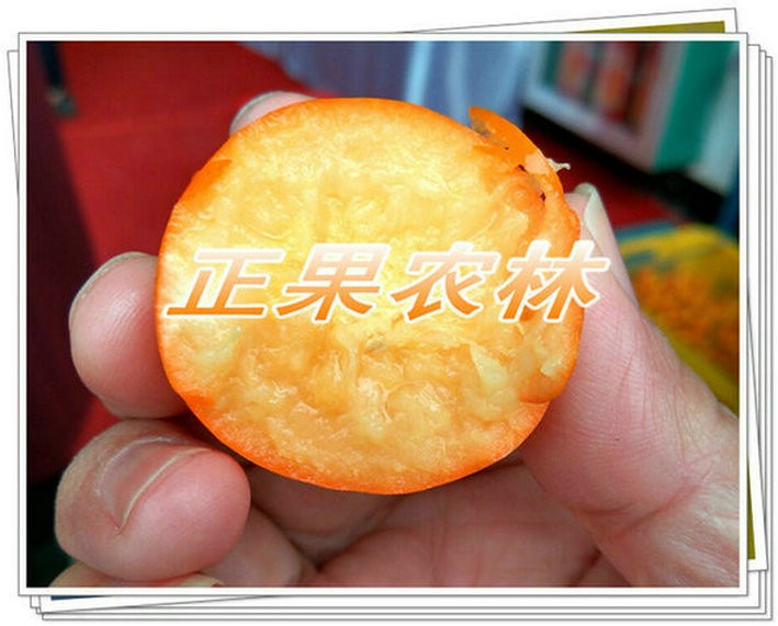新產(chǎn)融安脆蜜金桔苗原產(chǎn)地當(dāng)天發(fā)貨全國(guó)包郵